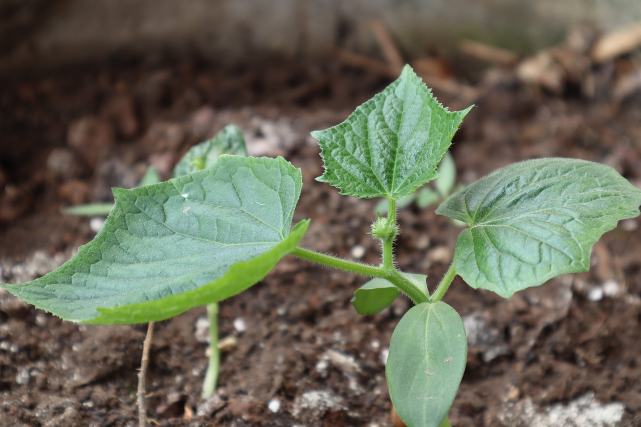 découvrez l'importance de la plantation d'arbres pour l'environnement et la biodiversité. rejoignez-nous dans notre mission de reforestation et apprenez comment vous pouvez contribuer à un avenir durable en plantant des arbres.