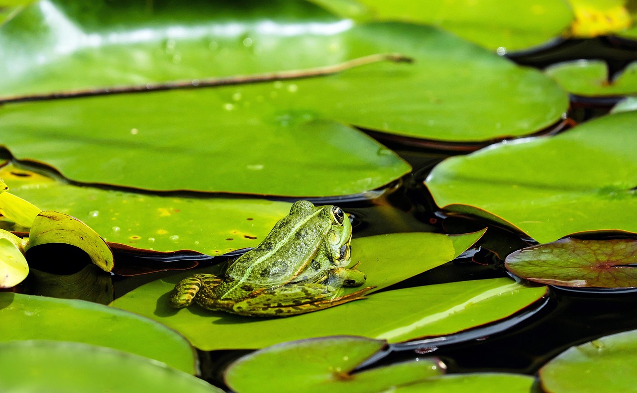 découvrez frog frequency, un jeu d'aventure rythmique unique où vous guidez une grenouille au rythme de la musique pour surmonter des obstacles passionnants.