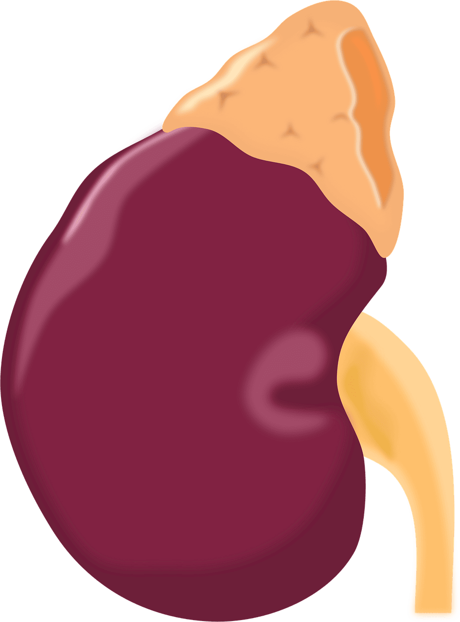 découvrez le rôle, les missions et l'impact des organisations internationales dans la coopération mondiale, la paix et le développement durable.