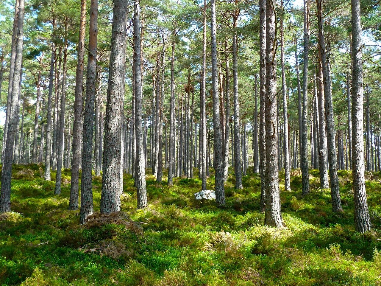 découvrez tout sur l'environnement : protection, enjeux écologiques et solutions durables pour préserver notre planète.