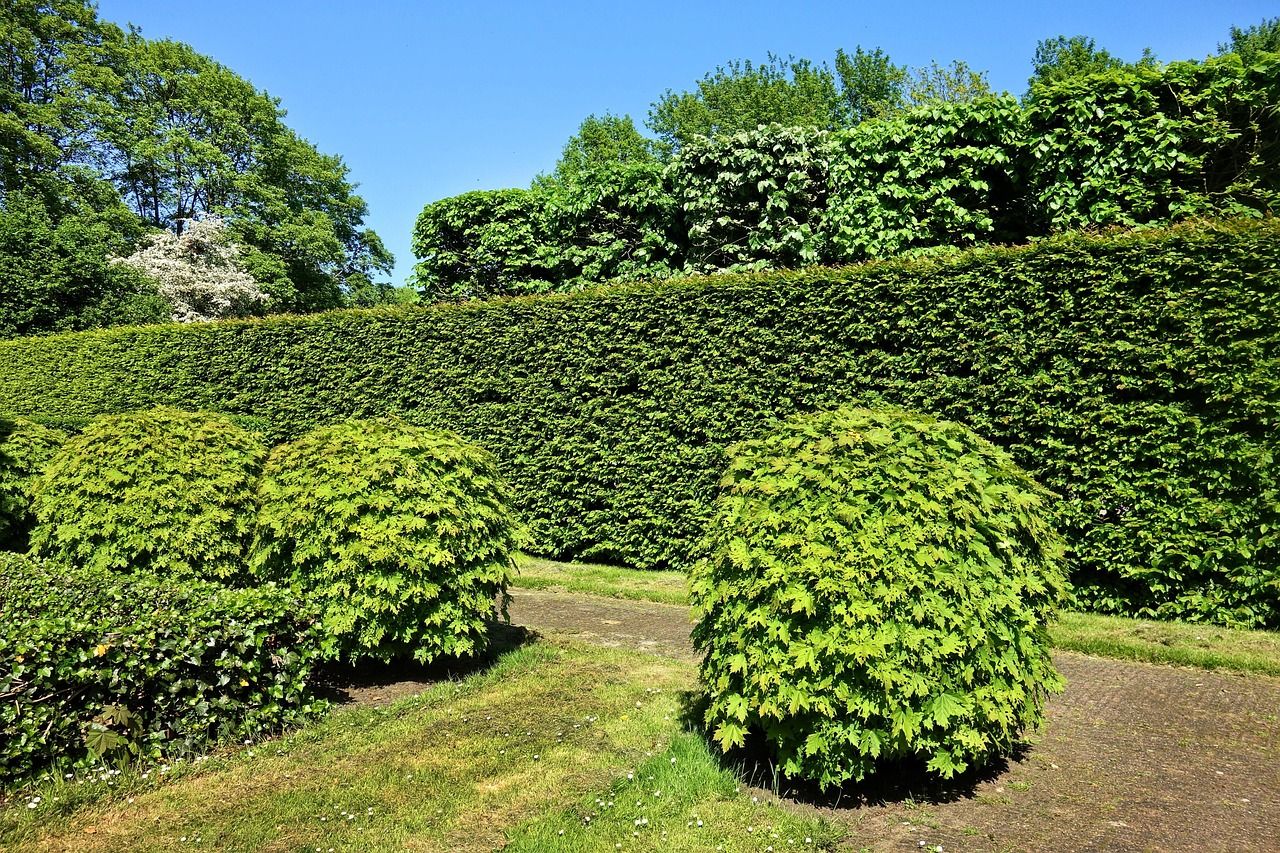 découvrez l'importance des haies bocagères pour la biodiversité, la protection des sols et le paysage rural. conseils pour planter et entretenir vos haies.