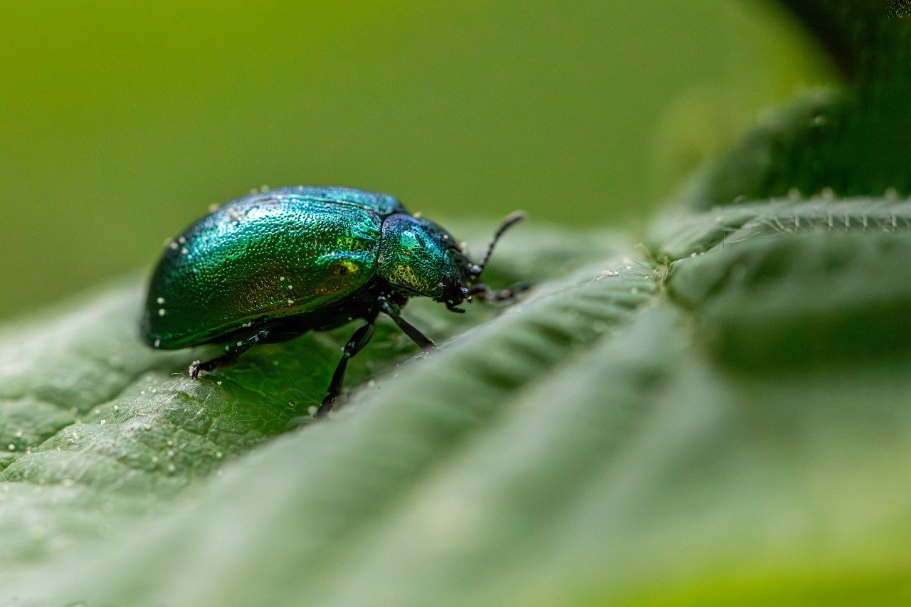 découvrez l'écologie : l'étude des interactions entre les êtres vivants et leur environnement, pour mieux comprendre et protéger notre planète.