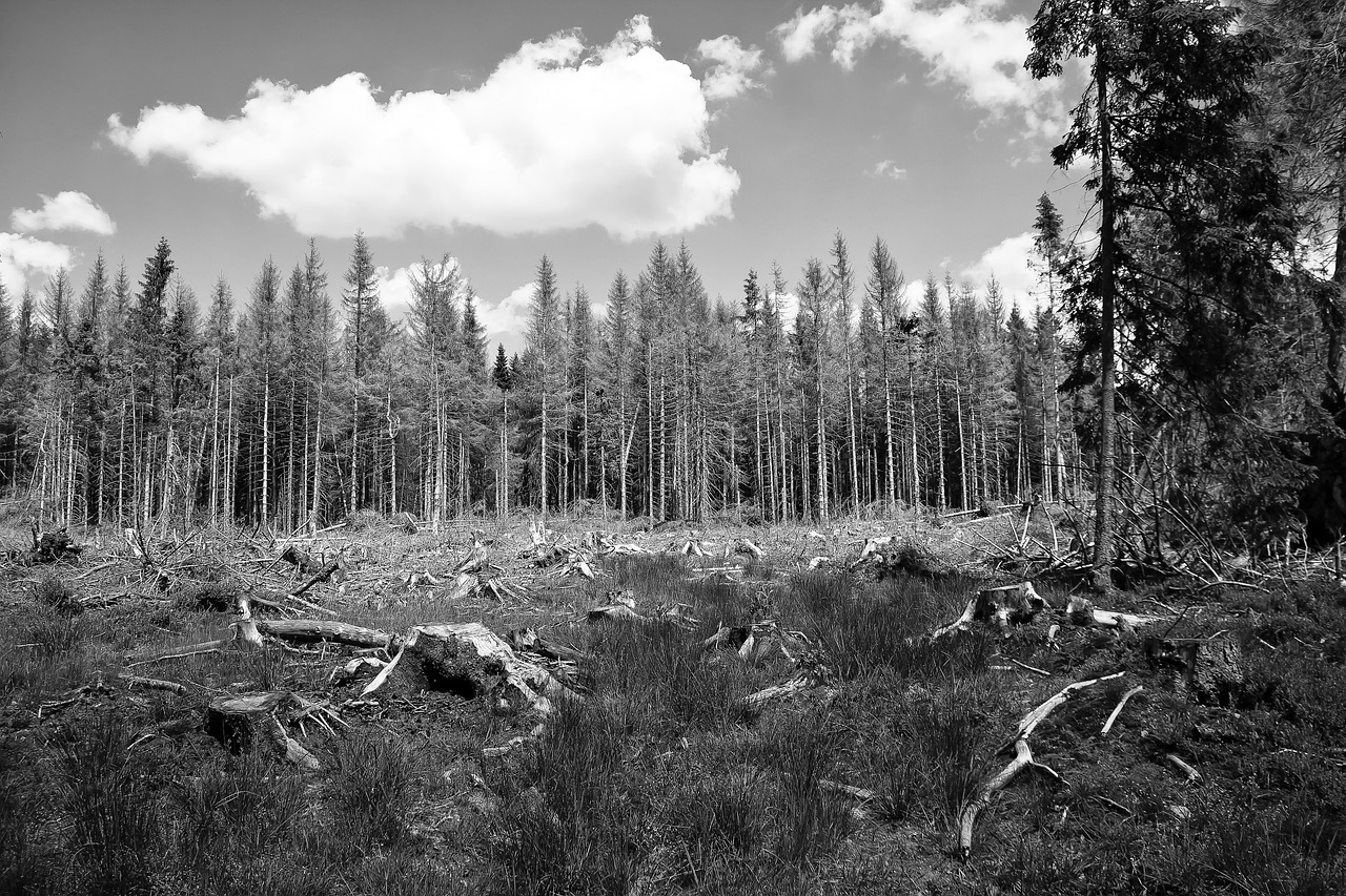 découvrez des stratégies efficaces et des initiatives inspirantes pour la protection de l'environnement. engagez-vous pour une planète plus saine grâce à des conseils pratiques et des actions concrètes.