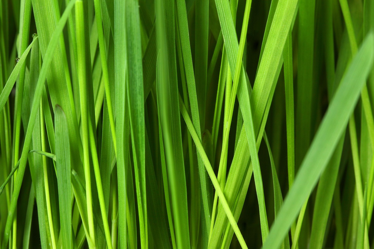 découvrez nos produits de nettoyage écologiques, efficaces et respectueux de l'environnement pour une maison saine et un avenir durable.