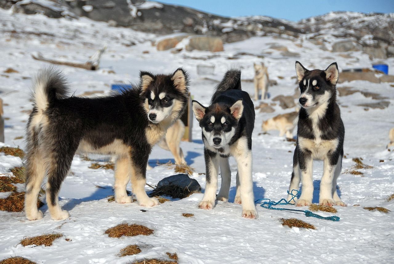 greenland resources : découvrez les opportunités offertes par les ressources naturelles du groenland, un territoire riche en minéraux et en énergies renouvelables, essentiel pour l'avenir écologique et économique de la planète.