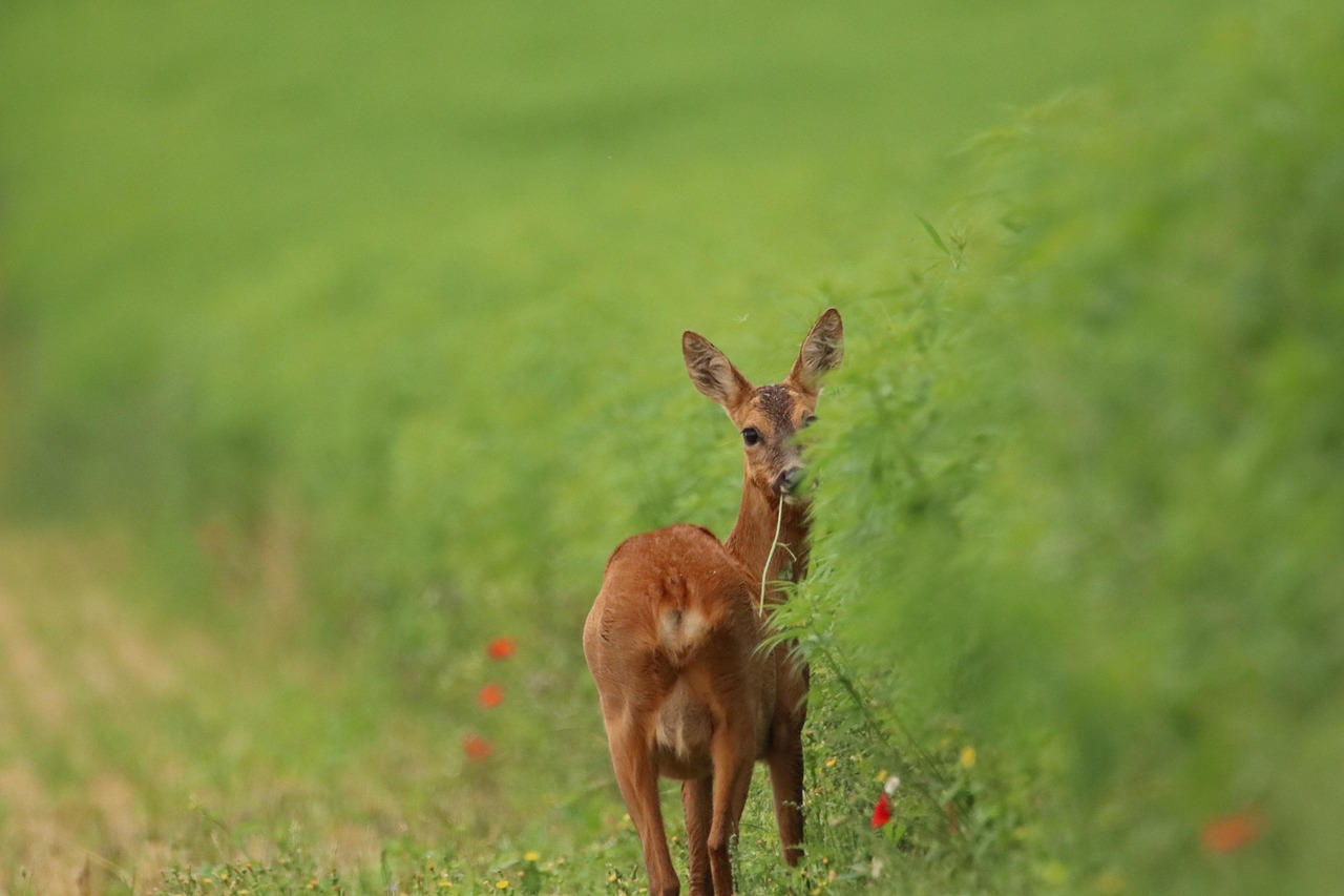 découvrez la richesse de la biodiversité, cet ensemble précieux d'espèces végétales et animales qui forment l'équilibre de notre planète. explorez son importance, les menaces qui pèsent sur elle et les actions à entreprendre pour la préserver.