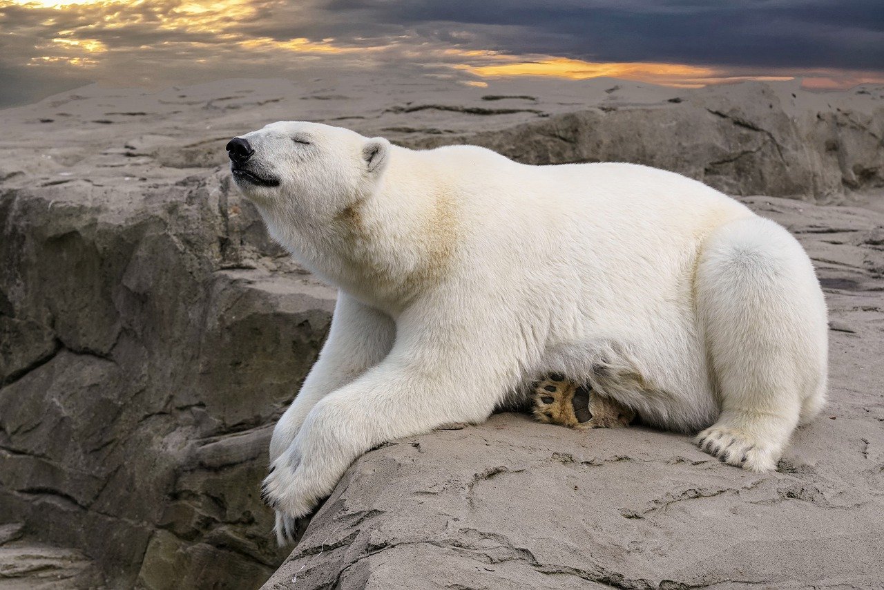 découvrez comment le changement climatique impacte les régions polaires, affectant la faune, la flore et les communautés locales. explorez les conséquences alarmantes de la fonte des glaces et les efforts nécessaires pour préserver ces écosystèmes fragiles.