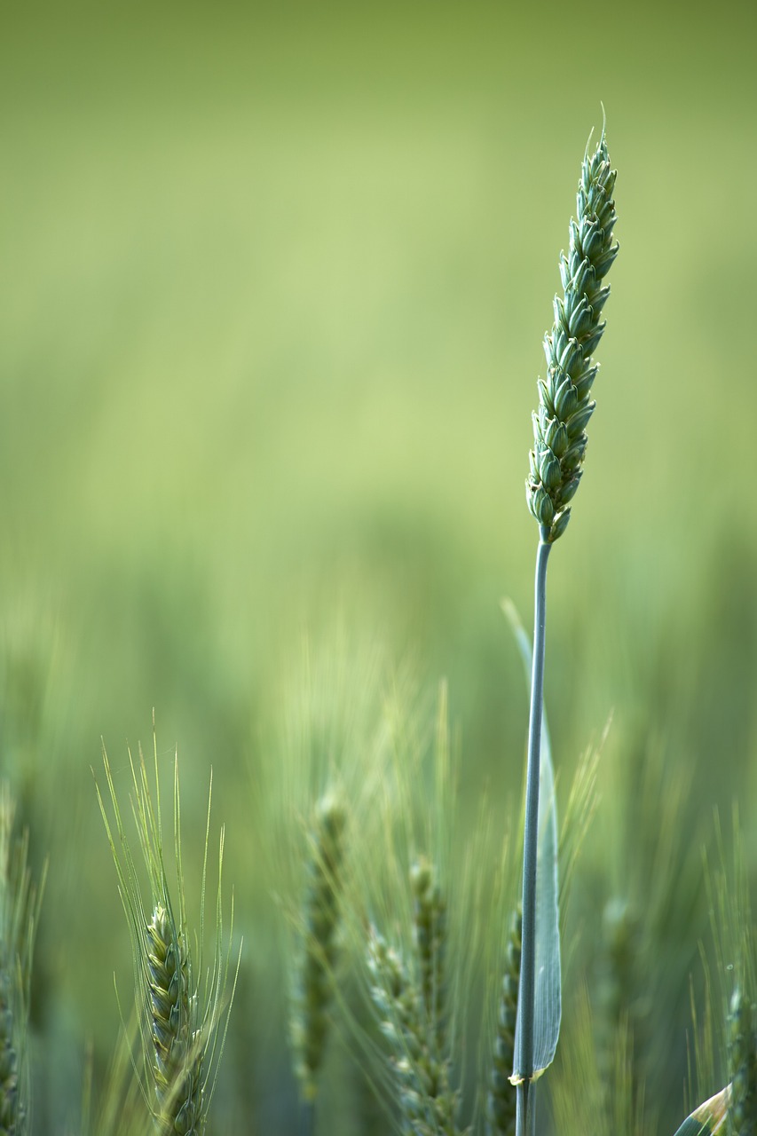 découvrez l'univers de l'agriculture, ses techniques durables, ses innovations, et son importance pour l'environnement et l'économie. explorez les différents aspects de ce secteur vital qui nourrit la planète.