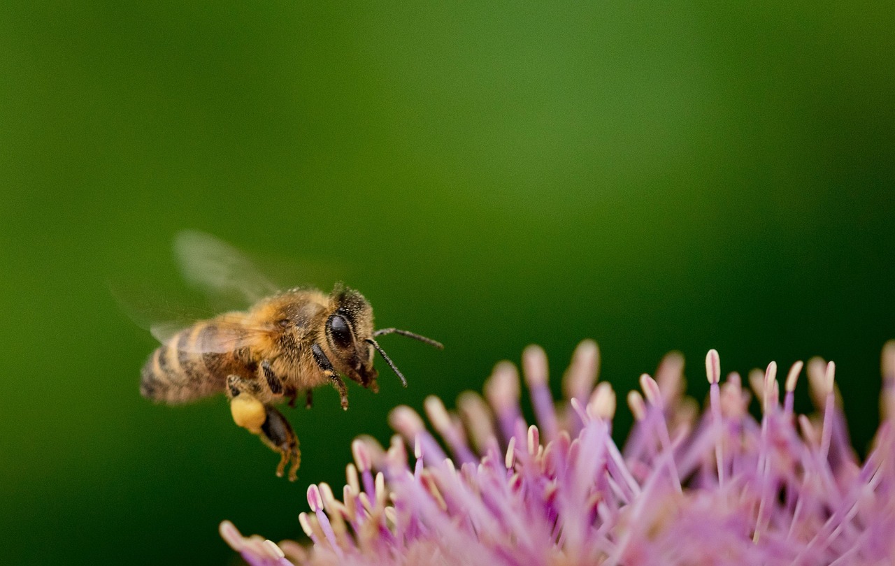 découvrez l'importance de la biodiversité, son rôle essentiel dans l'équilibre des écosystèmes et les actions à entreprendre pour la protéger.