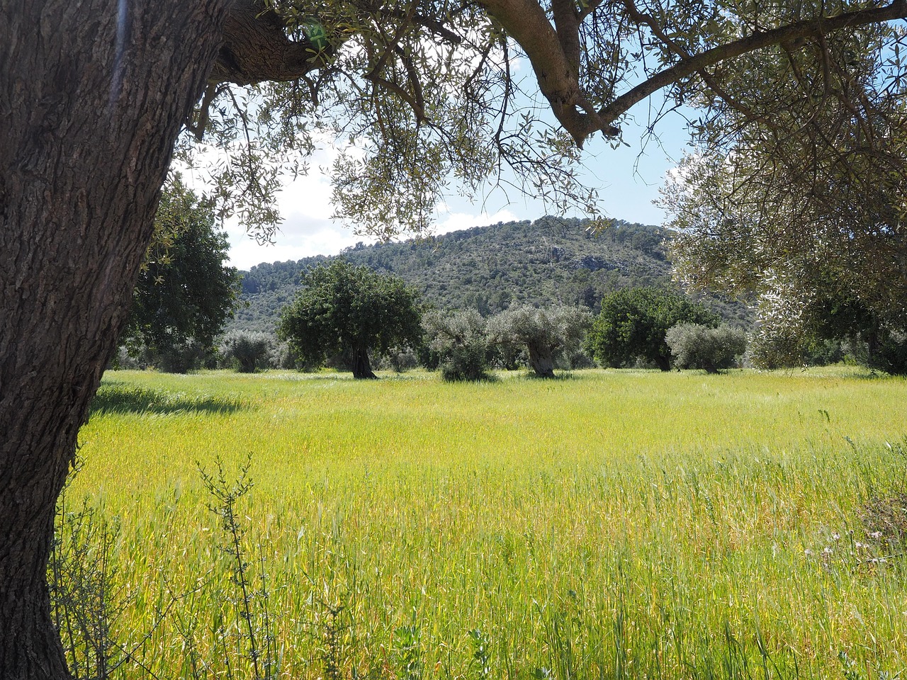 découvrez l'importance de la plantation d'arbres pour l'environnement et la biodiversité. apprenez comment participer à des initiatives locales de reforestation et contribuez à un avenir durable en embellissant notre planète.