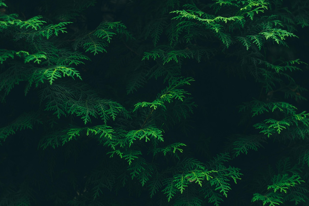 découvrez l'écologie : l'étude des interactions entre les organismes vivants et leur environnement, et les solutions pour protéger notre planète.