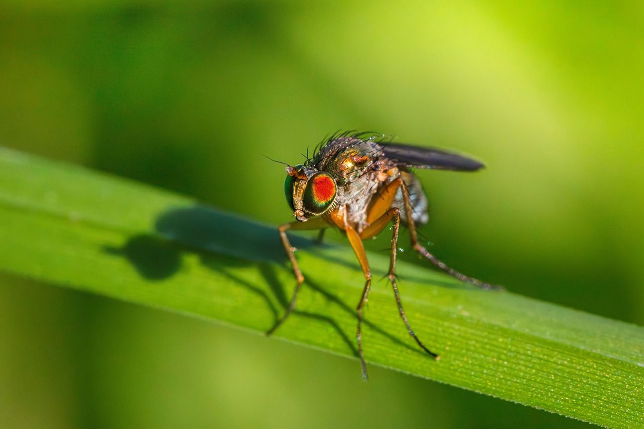 découvrez comment les espèces s'adaptent à leur environnement pour survivre et évoluer, à travers des mécanismes naturels et des changements génétiques.