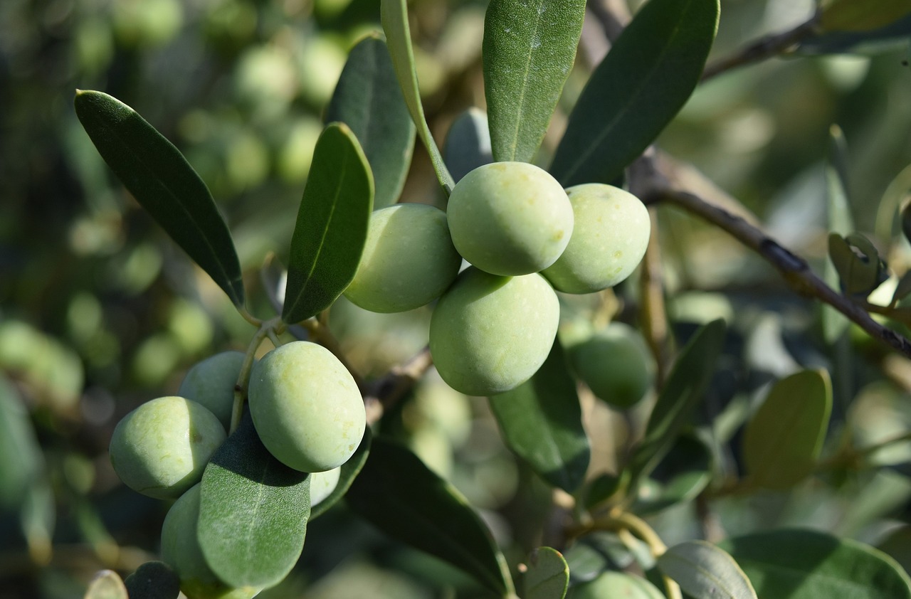 découvrez l'huile d'olive, un trésor de la méditerranée, riche en saveurs et en bienfaits pour la santé. apprenez tout sur ses variétés, ses utilisations culinaires et ses vertus antioxydantes pour enrichir vos plats quotidiens.