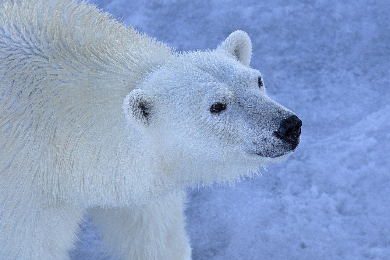 découvrez le monde fascinant de l'arctique, un paysage glacial rempli de merveilles naturelles, de faune unique et de cultures autochtones. plongez dans l'exploration des icebergs majestueux, des aurores boréales et des écosystèmes vulnérables qui font de cette région un trésor à préserver.