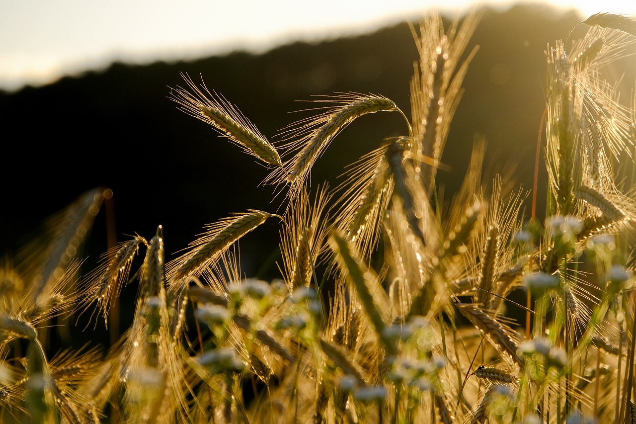 Quelles cultures sont les plus vulnérables au changement climatique ?