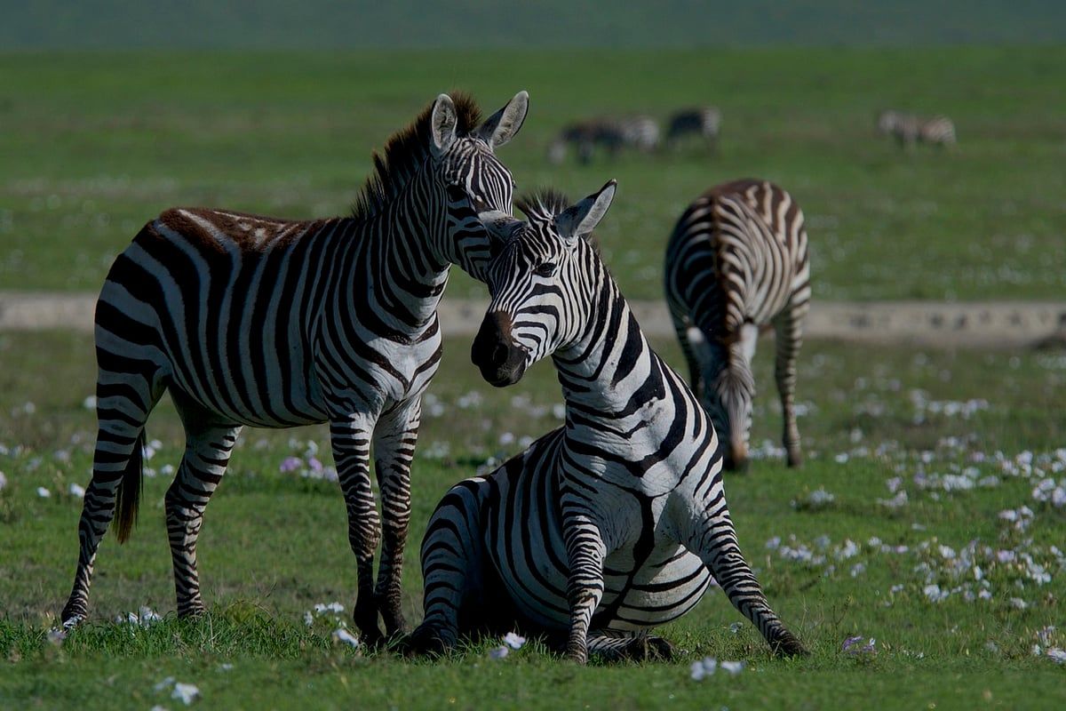 Les paysages naturels : un voyage à travers la biodiversité