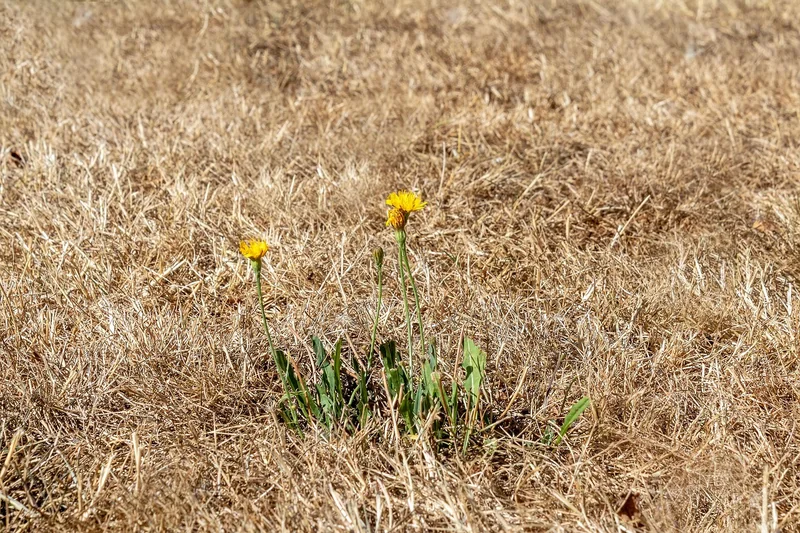 Quelles sont les conséquences du changement climatique ?