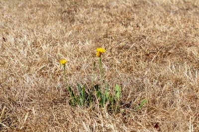 Quelles sont les conséquences du changement climatique ?