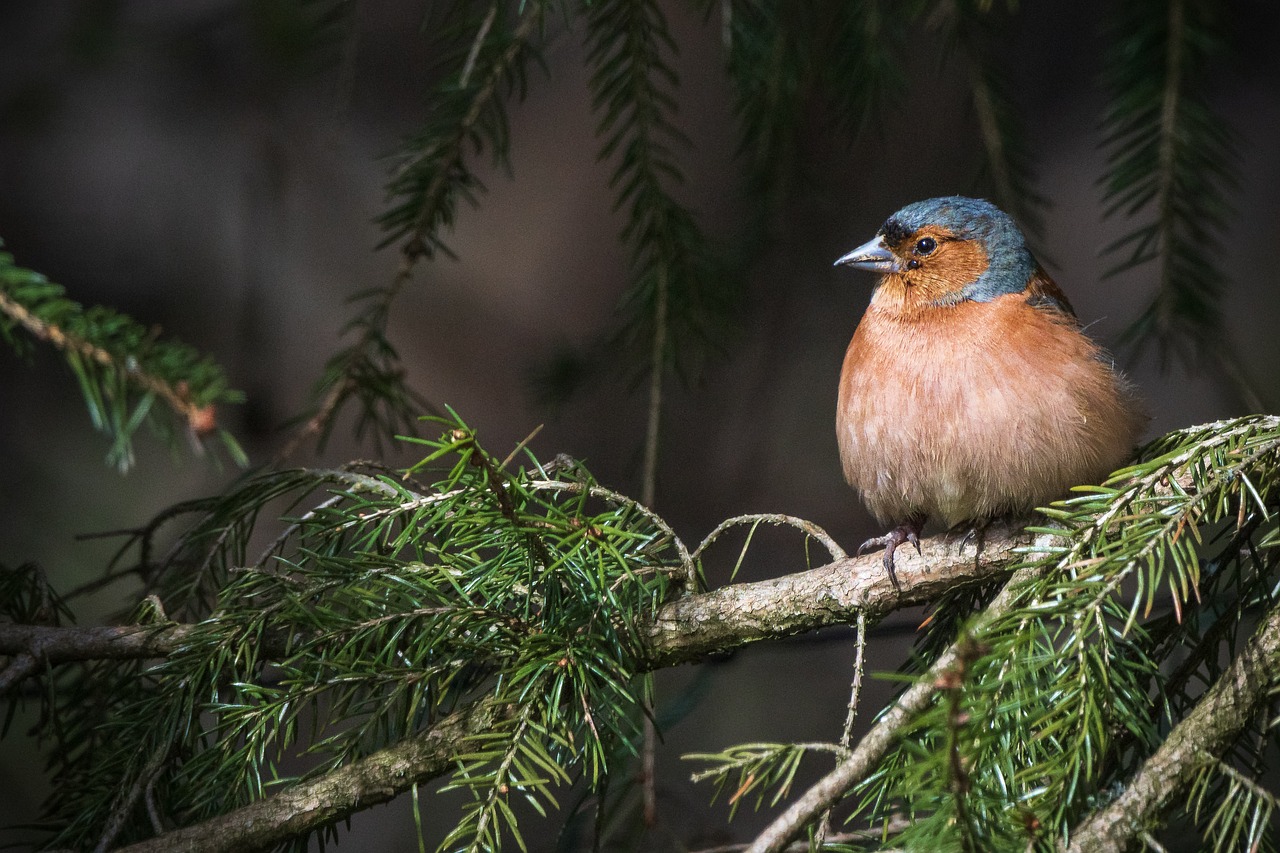 Les enjeux de la protection de la faune en France