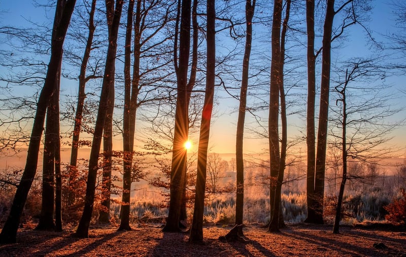 « Trees on the Way » : une escale artistique incontournable à Singapour