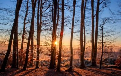 « Trees on the Way » : une escale artistique incontournable à Singapour