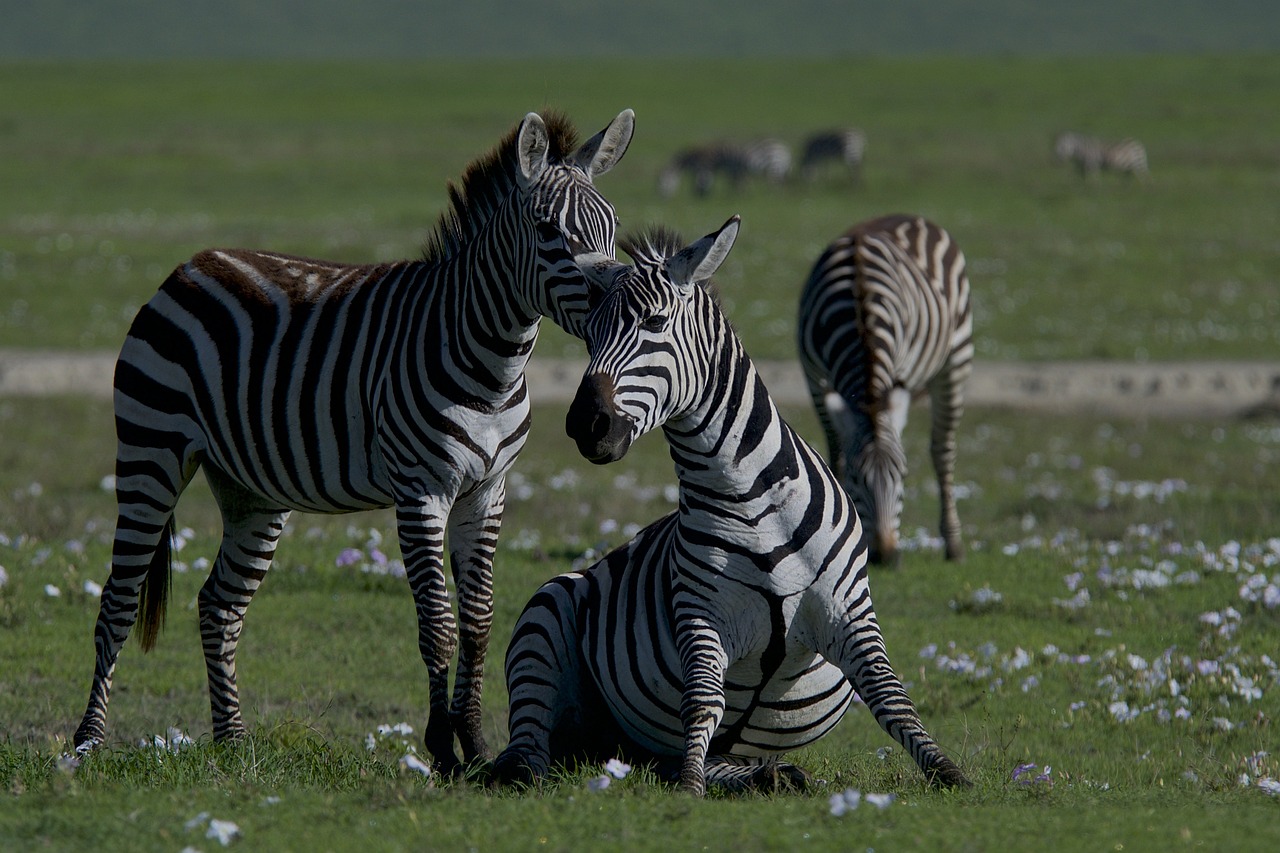 La protection des espèces : enjeux et actions pour préserver la biodiversité