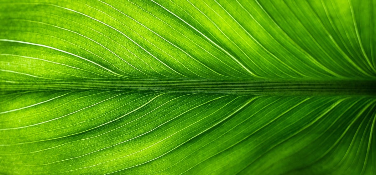 Initiatives vertes : comment les entreprises transforment leur impact environnemental