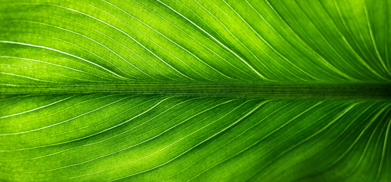 Initiatives vertes : comment les entreprises transforment leur impact environnemental