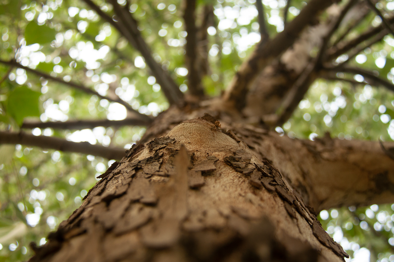 Programmes de reboisement : l’importance de restaurer nos forêts pour un avenir durable