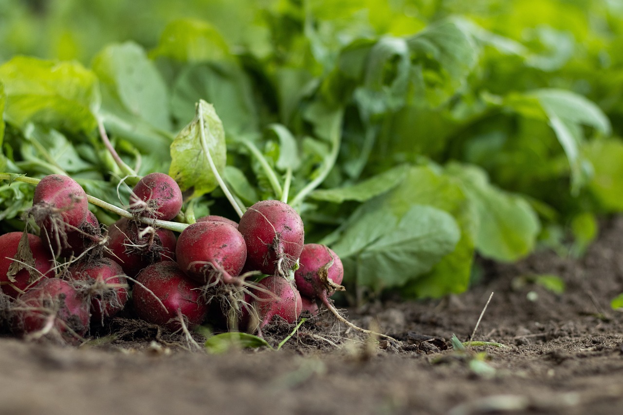 Agriculture urbaine : Comment cultiver des produits frais en milieu citadin