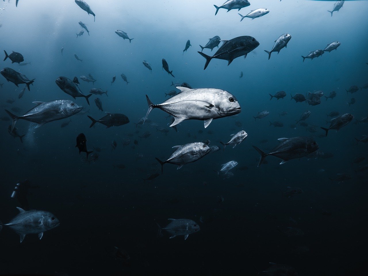 Le G7 se réunit à Paris pour une ambitieuse discussion sur la biodiversité et la protection des océans