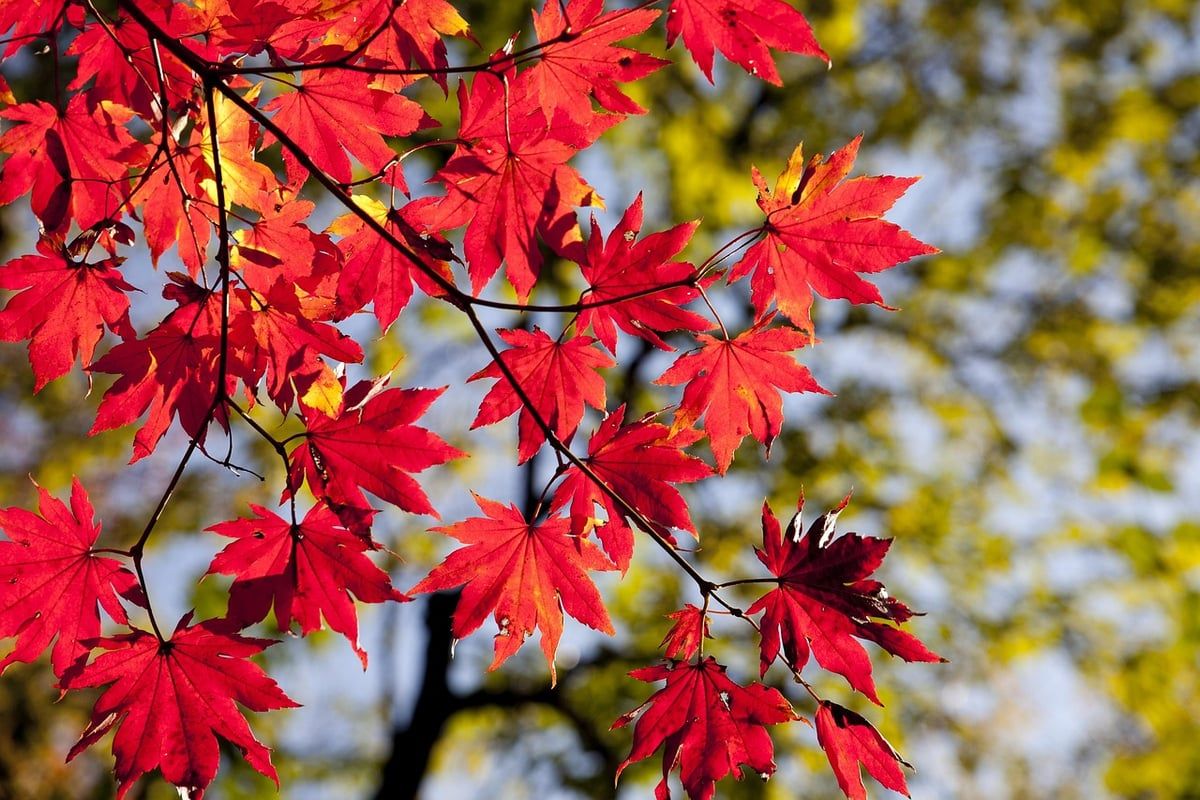 Novembre : quand l’automne cède la place aux premiers frissons de l’hiver