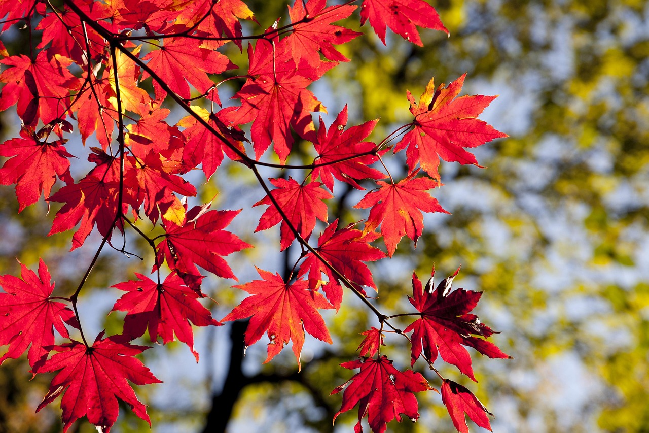 Novembre : quand l’automne cède la place aux premiers frissons de l’hiver