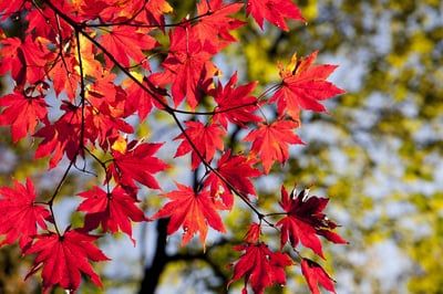Novembre : quand l’automne cède la place aux premiers frissons de l’hiver