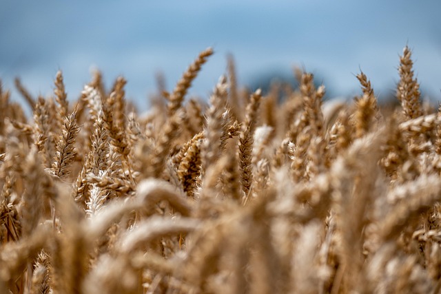 Blé, orge, maïs : comment sélectionner les meilleures variétés de céréales face à un climat de plus en plus incertain ?