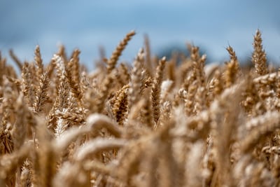 Blé, orge, maïs : comment sélectionner les meilleures variétés de céréales face à un climat de plus en plus incertain ?