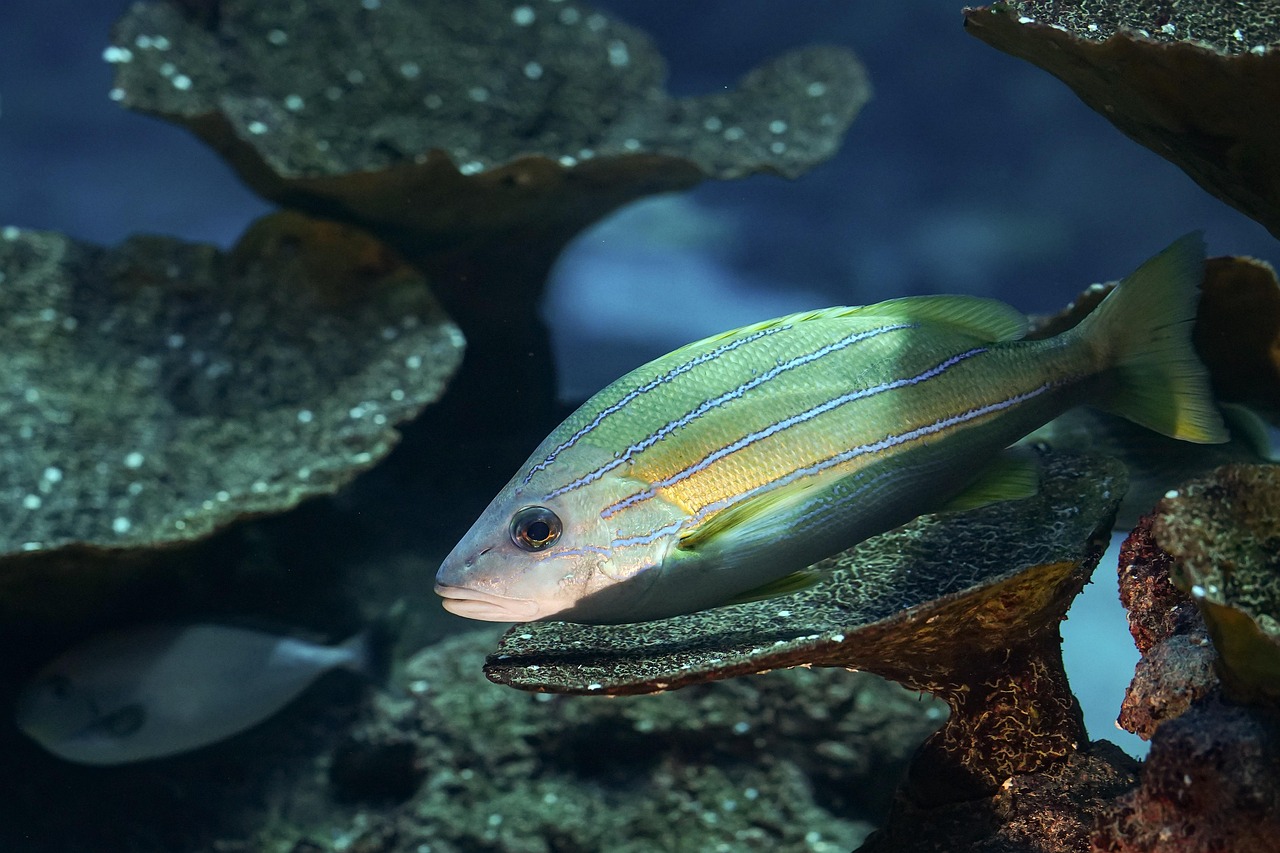 Venez célébrer la biodiversité : un samedi de découvertes et d’échanges à Guingamp le 4 octobre !