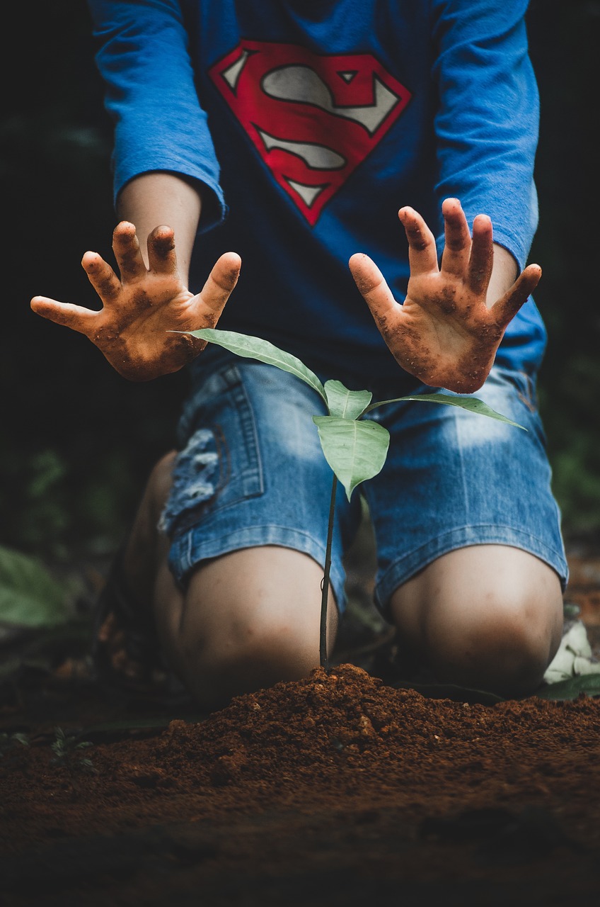 Planter des arbres : une alternative efficace pour réduire nos émissions de CO2 ?