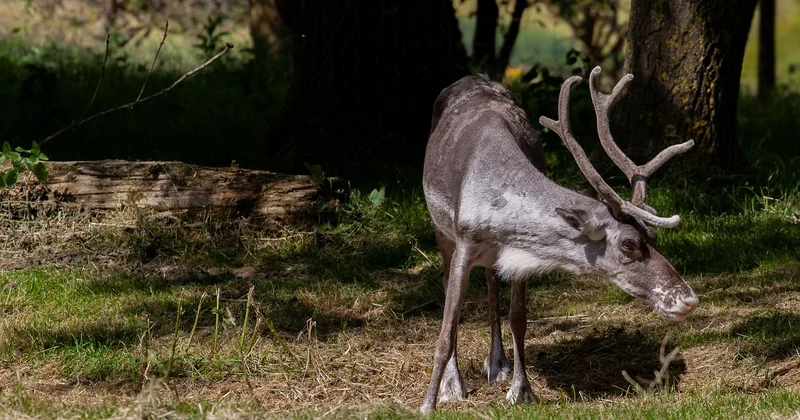 Sauvage ou domestique : que dit l'expérience des éleveurs ?