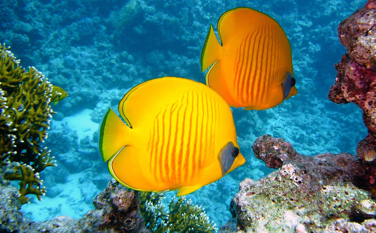 Protection des récifs coralliens : stratégies efficaces pour préserver notre biodiversité marine