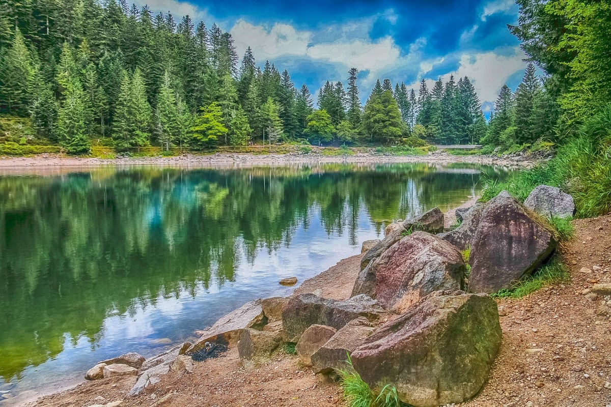 Biodiversité : Comprendre son rôle essentiel dans l’équilibre des écosystèmes