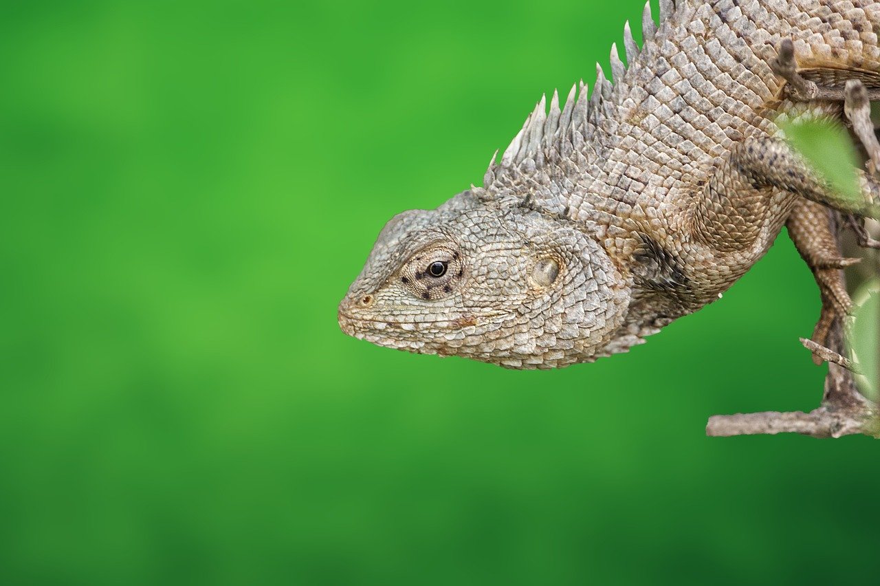 Écosystèmes : Comprendre leur importance pour la biodiversité et la santé de la planète