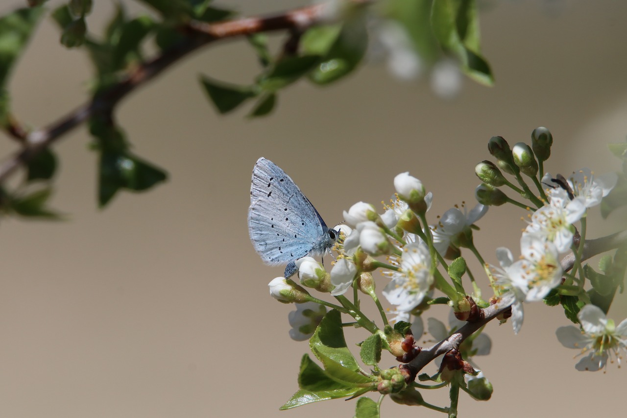 Les zones de réserve naturelle : un havre de biodiversité à protéger