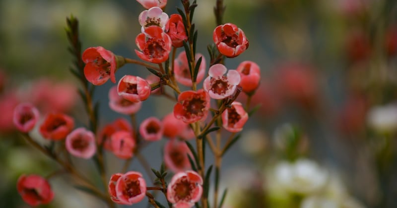 Wax flower : la plante grasse aux fleurs parfumées qui embellit votre intérieur