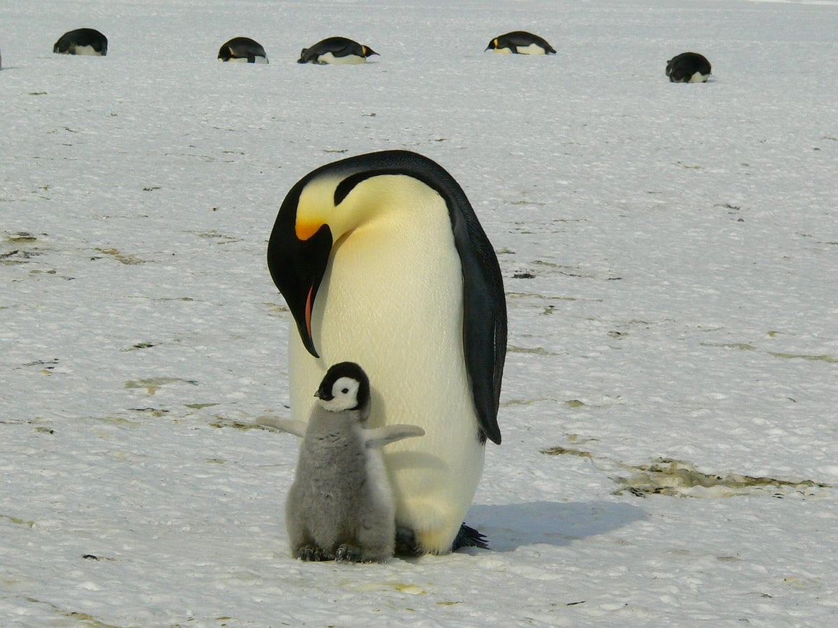 Menaces en Antarctique : entre noyades de poussins et pénurie alimentaire, le manchot empereur et l’otarie en péril
