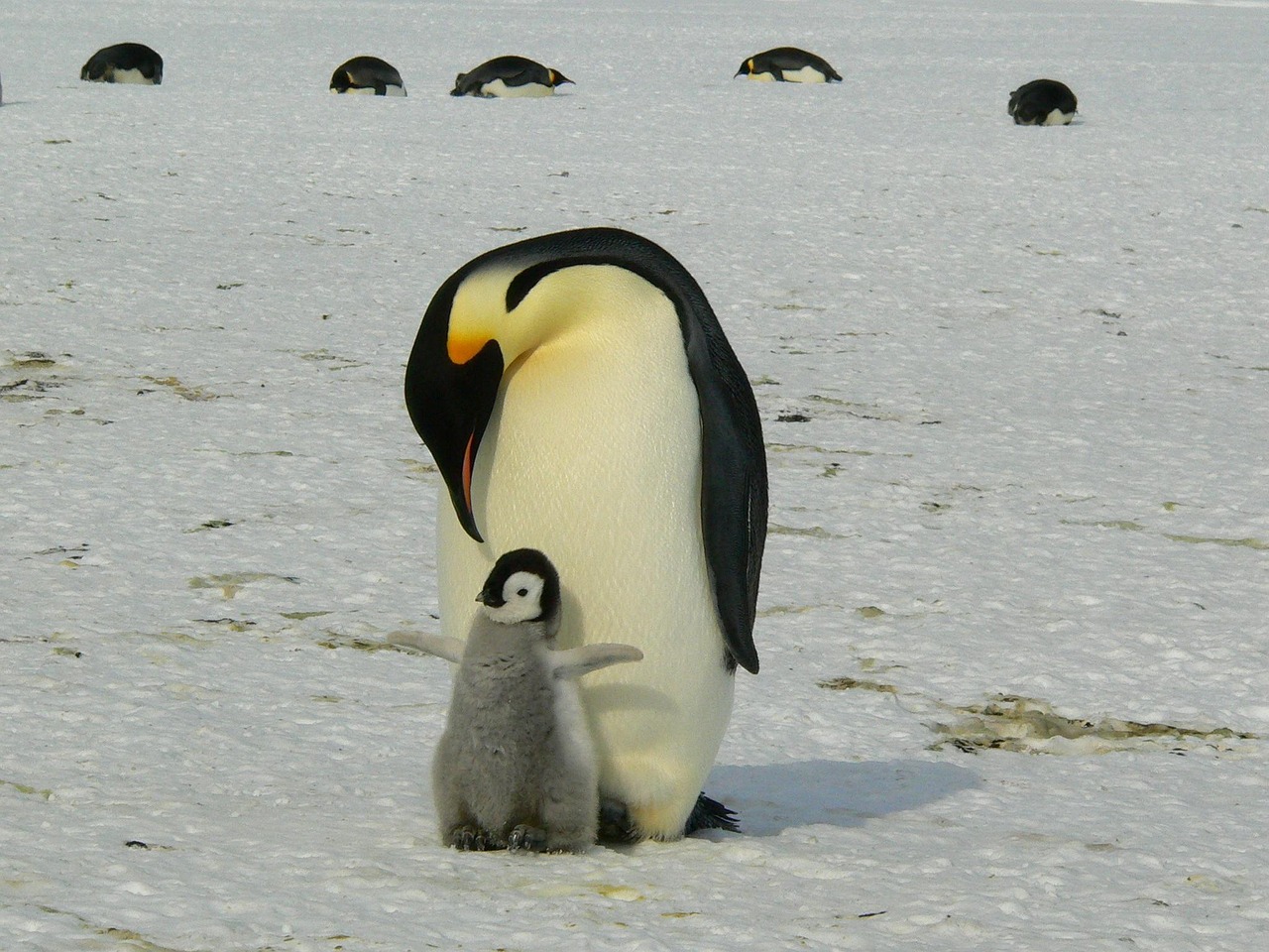Menaces en Antarctique : entre noyades de poussins et pénurie alimentaire, le manchot empereur et l’otarie en péril