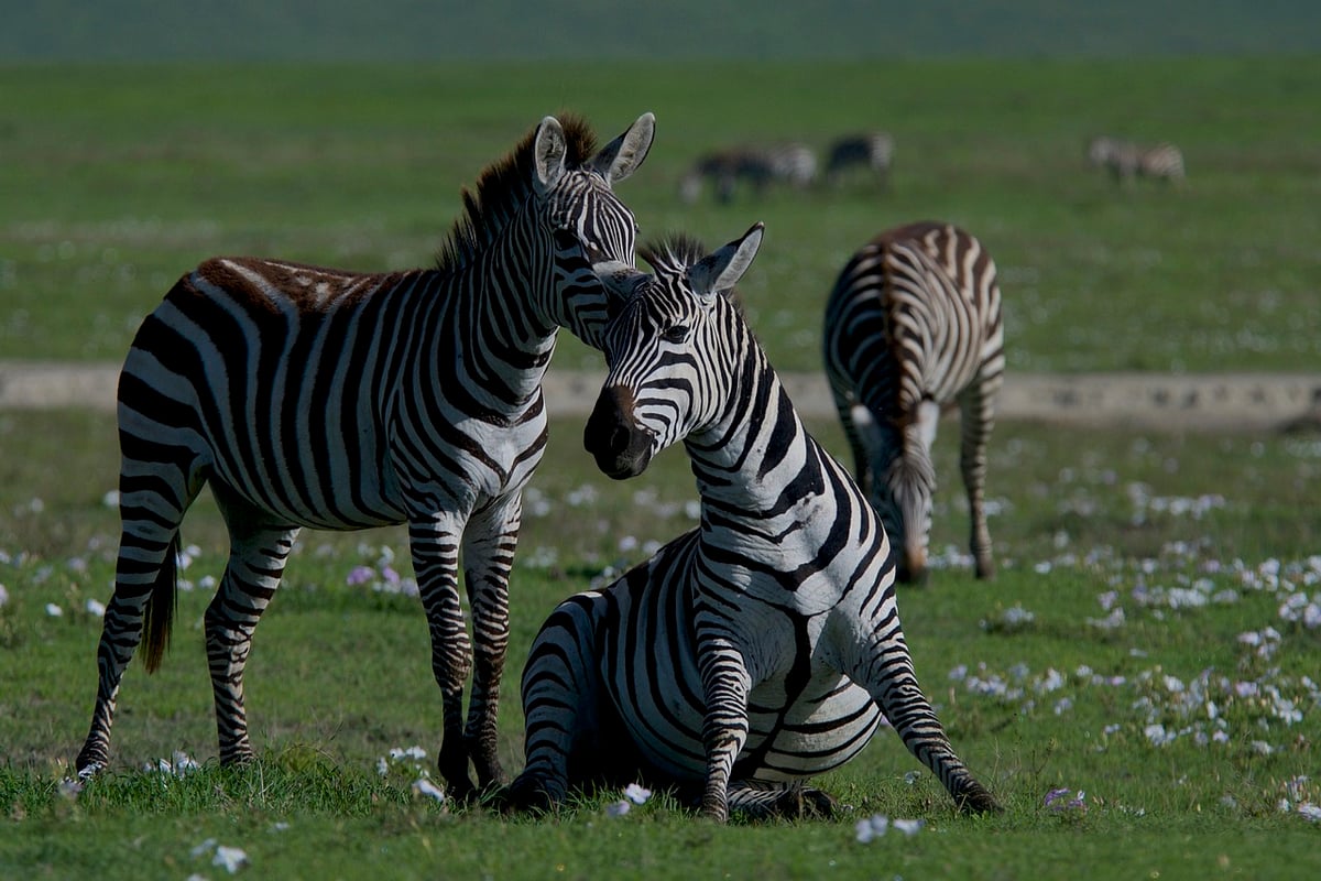 Habitats naturels : Comprendre la diversité et l’importance des écosystèmes