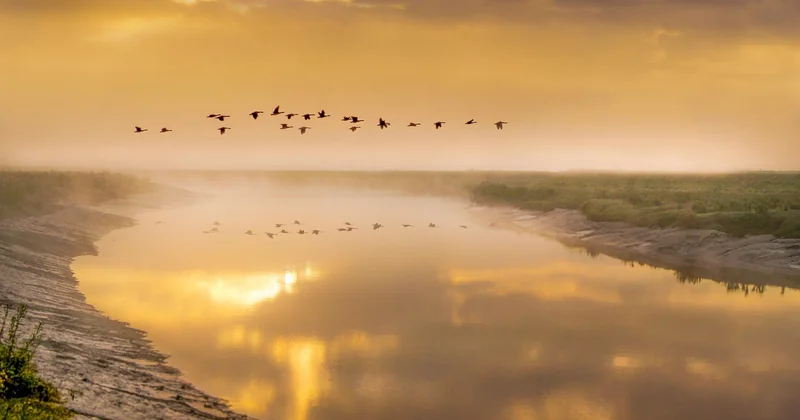 L'écologie de la bergeronnette des ruisseaux : un oiseau d'eau douce