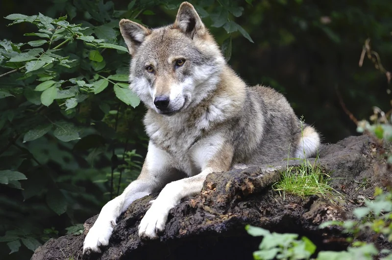 Kœnig : Le souverain incontesté de la nature