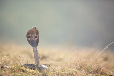 Cobra royal : découvrez les secrets fascinants de ce serpent mythique en 2026